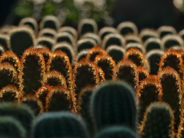 Piante di cactus alla luce del sole