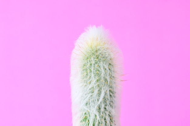 Piante di cactus alla moda sulla parete di fondo rosa. Stile creativo minimale