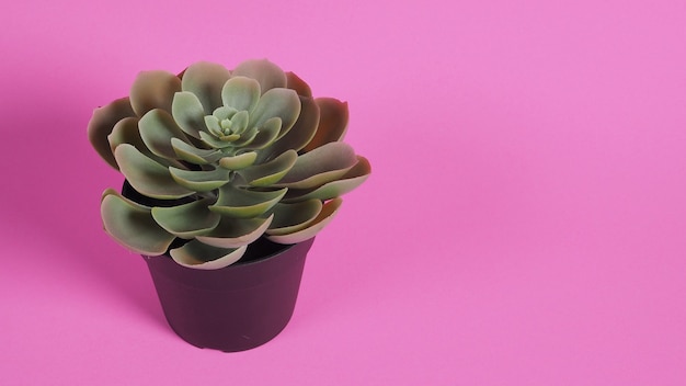 Piante di cactus artificiali o plastica o albero finto su sfondo rosa.