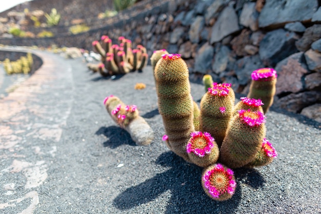 Piante di cactus colorate che crescono su terreno vulcanico