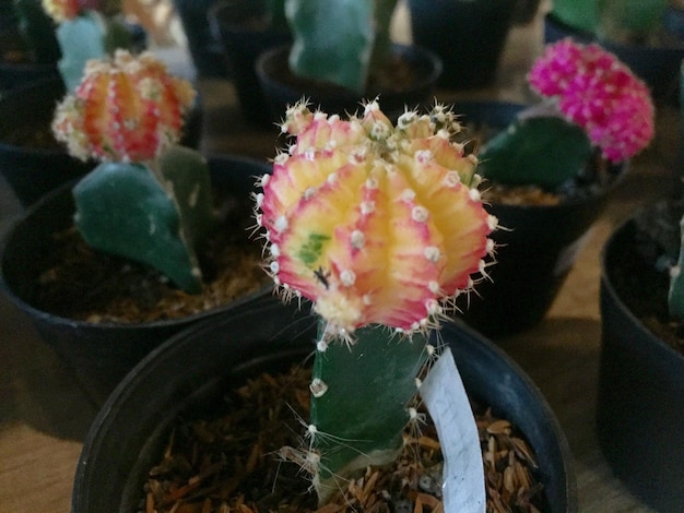 piante di cactus decorative con forme e colori carini