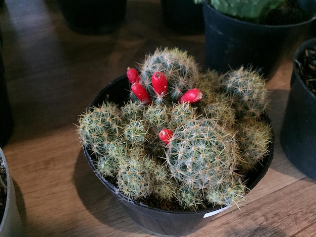 piante di cactus decorative con forme e colori carini