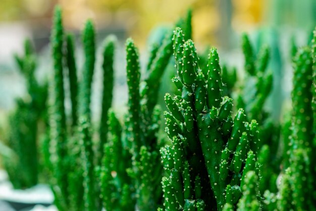 Piante di cactus del primo piano in vasi.