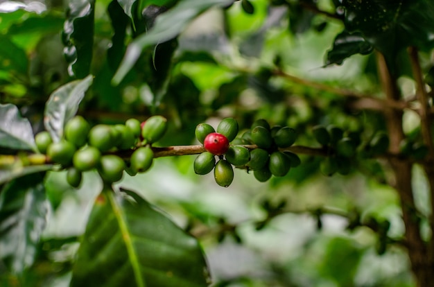 piante di caffè