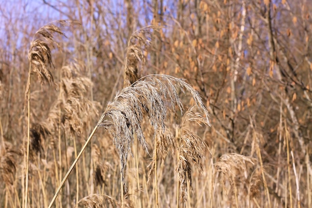 Piante di canna che crescono all'aperto