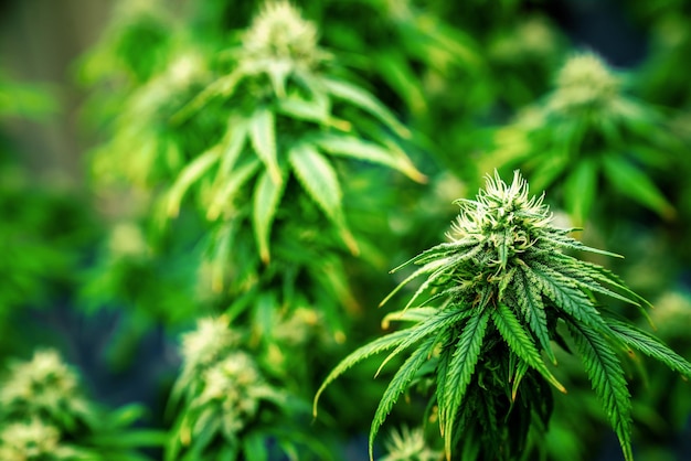 Piante di cannabis da primo piano con gratificanti cime completamente cresciute pronte per essere raccolte