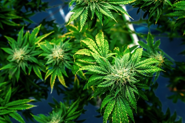 Piante di cannabis da primo piano con gratificanti cime completamente cresciute pronte per essere raccolte