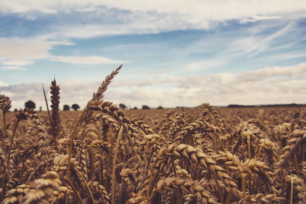 Piante di cereali che crescono sul campo agricolo contro il cielo