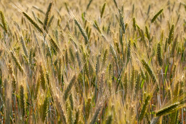 Piante di cereali durante la coltivazione in campo in estate