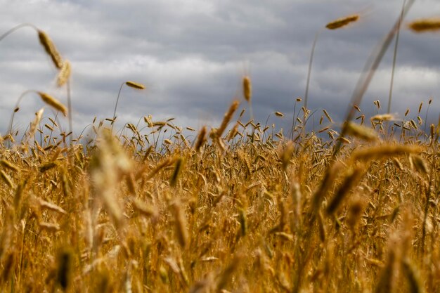 Piante di cereali durante la coltivazione in campo in estate