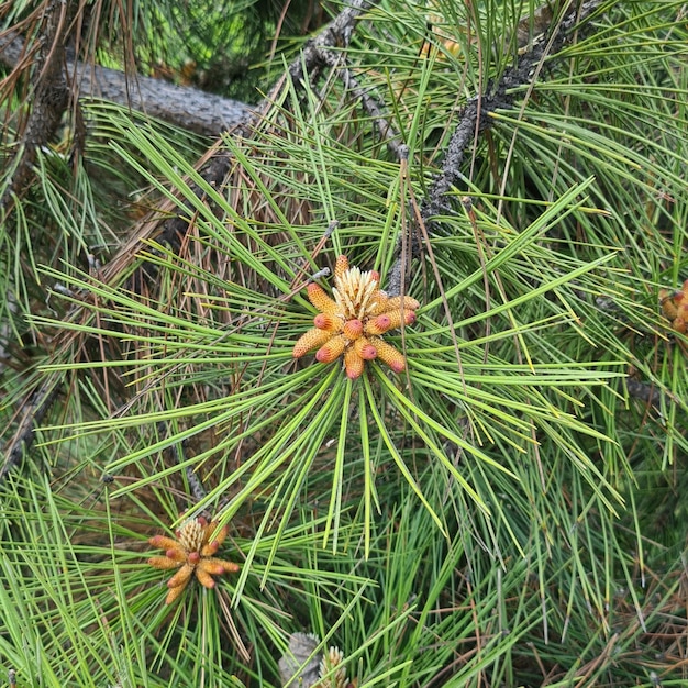 Piante di conifere con infiorescenza, pigne su un ramo, aghi di abete rosso. Albero verde