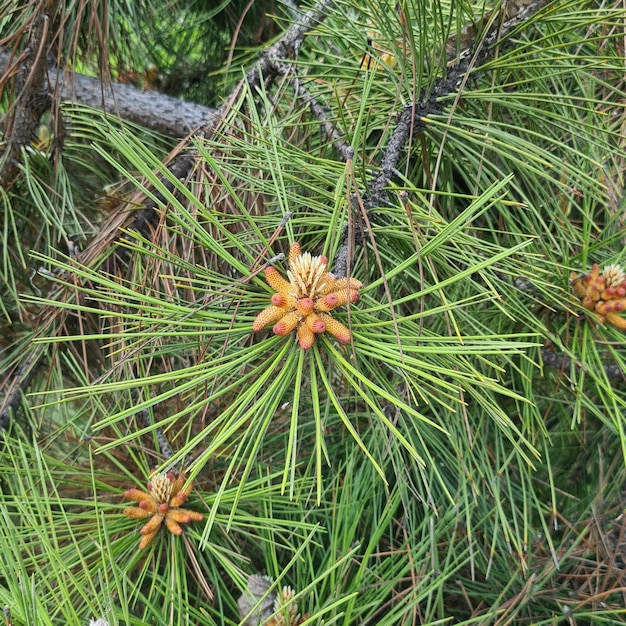 Piante di conifere con infiorescenza, pigne su un ramo, aghi di abete rosso. Albero verde