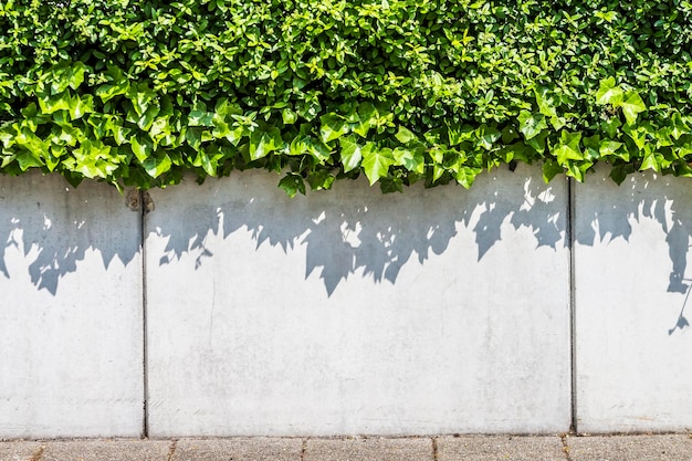 Piante di edera che crescono sul muro