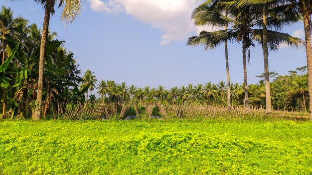 piante di erba verde con alberi di cocco