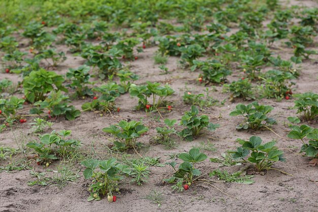 Piante di fragole verdi