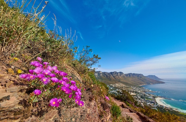 Piante di ghiaccio finali con capolini rosa che crescono all'esterno su una montagna nel loro habitat naturale Vista di lampranthus spectabilis una specie di piante di rugiada su una natura rocciosa e sullo sfondo dell'oceano