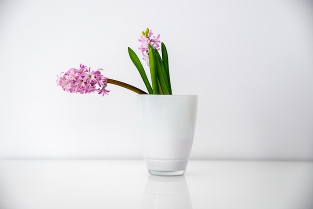 Piante di giacinto in fiore su sfondo bianco