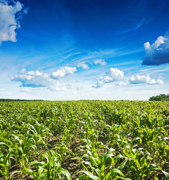 Piante di grano sul campo e bel cielo nuvoloso blu