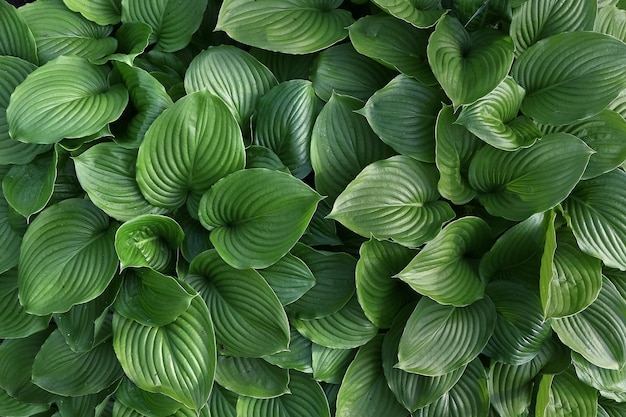 piante di hosta