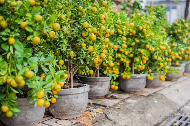 Piante di kumquat in vaso