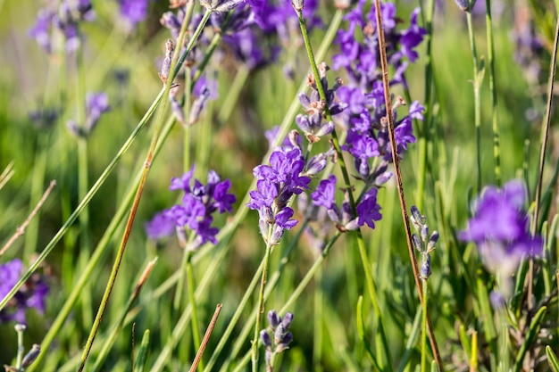 Piante di lavanda che crescono in un campo