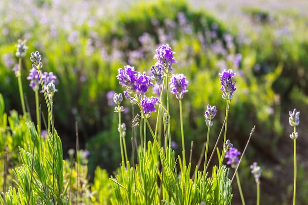 Piante di lavanda che crescono in un campo