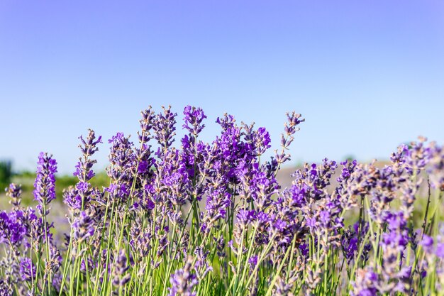 Piante di lavanda che crescono in un campo