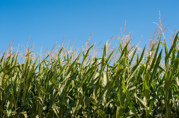 Piante di mais verde contro il cielo blu, steli alti