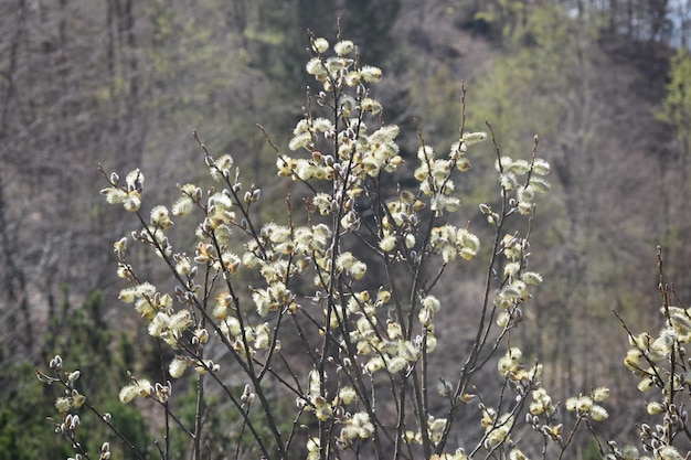 Piante di montagna