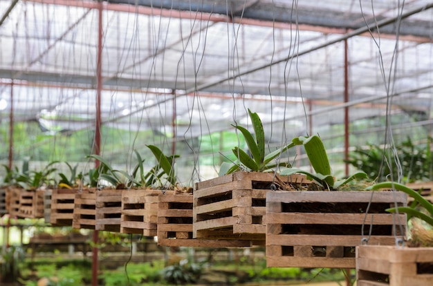 Piante di orchidea in una serra