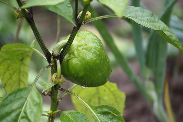 Piante di paprika acerbe verdi che crescono nella serra