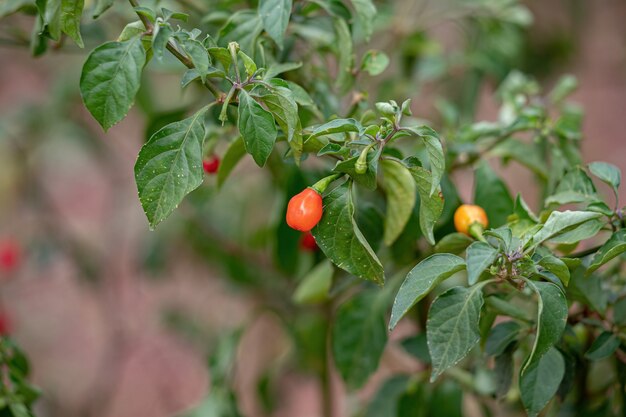 Piante di peperone con frutti con messa a fuoco selettiva