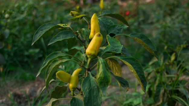 Piante di peperone dolce zingaro Peperone dolce di cera gialla ungherese Capsicum annuale Un peperone sano e grande dal giardino