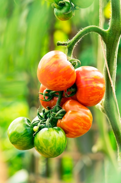 Piante di pomodori freschi nel giardino.