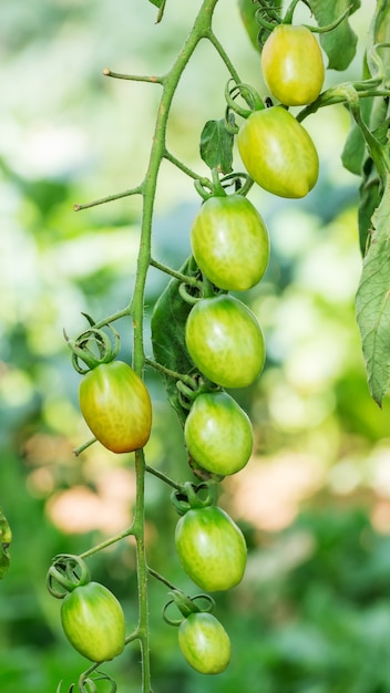 piante di pomodori nell&#39;orto.