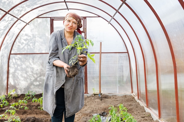 Piante di pomodoro della donna adulta nel terreno Serre