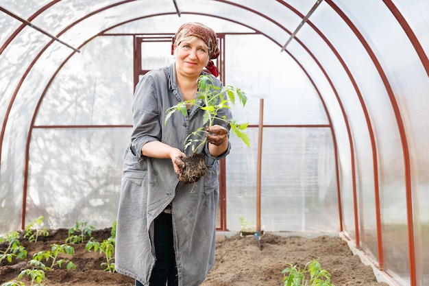 Piante di pomodoro della donna adulta nel terreno Serre