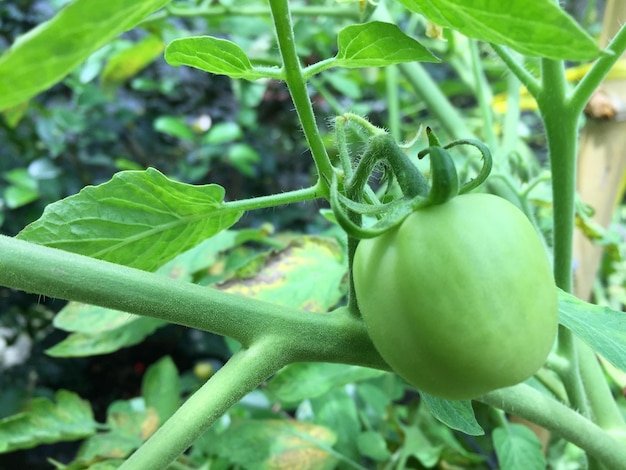 Piante di pomodoro immature che crescono nel giardino di casa. Pomodori verdi naturali freschi su un ramo in un o