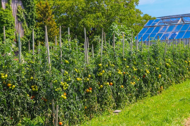 Piante di pomodoro in orto biologico