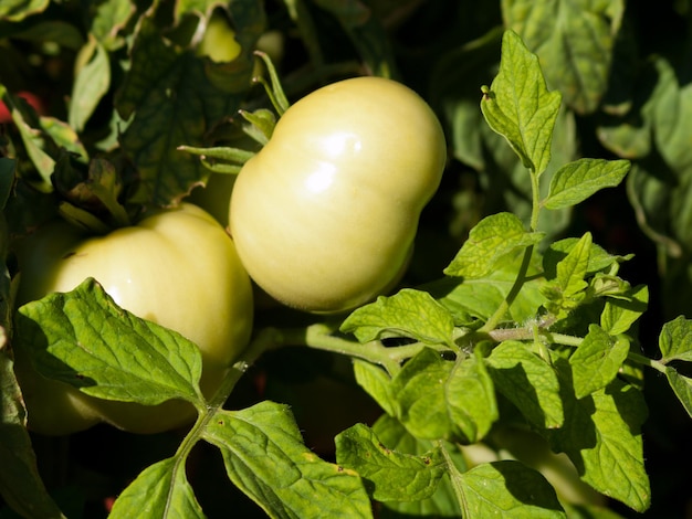 Piante di pomodoro in orto.