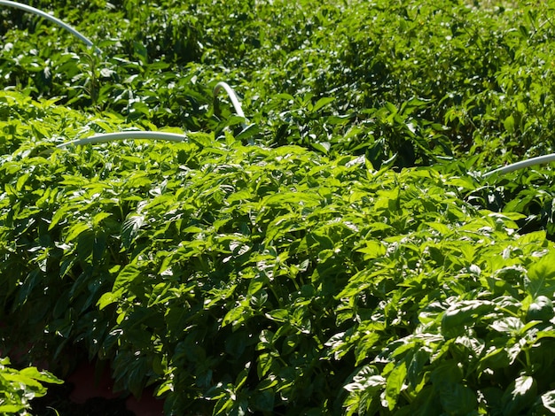 Piante di pomodoro in orto.