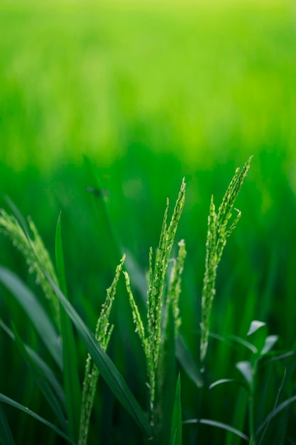 Piante di riso in un campo