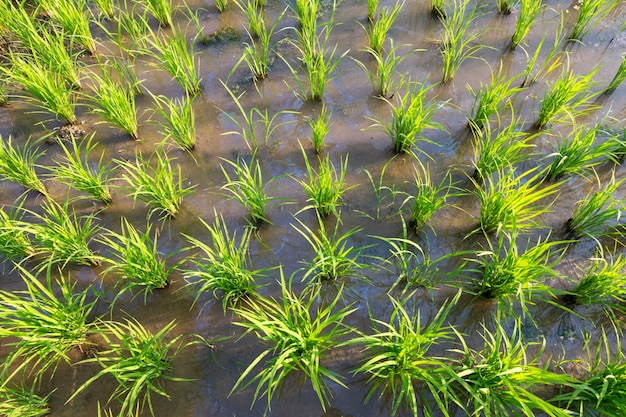 Piante di riso o riso biologico nell&#39;acqua, germogliare pronto alla crescita nel campo di riso