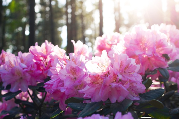 Piante di rododendro in giardino Fiori rosa da vicino