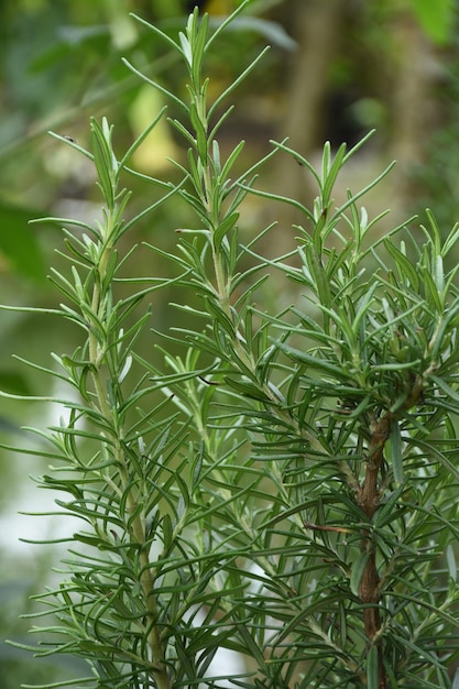 piante di rosmarino nel giardino delle erbe con sfondo sfocato