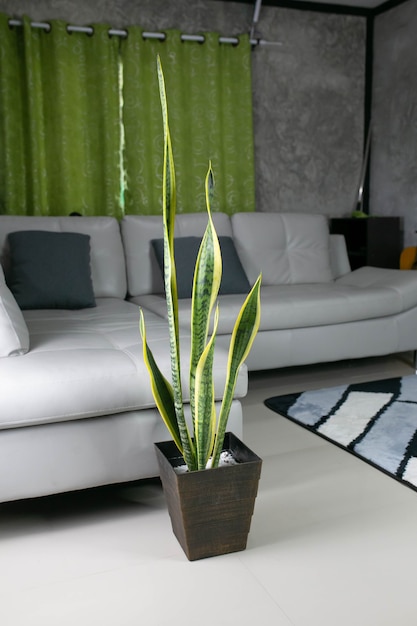 Piante di sansevieria decorative all'interno della stanza, Piante per purificare l'aria.