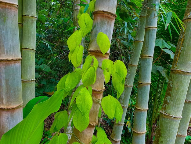 Piante di scarabeo che vivono sull'albero di bambù