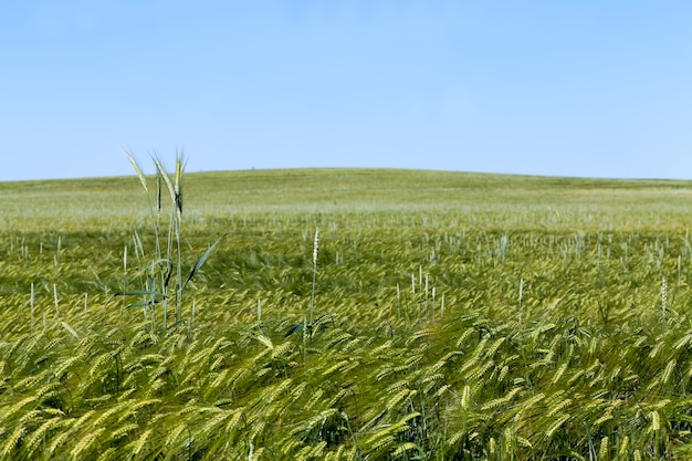 Piante di segale della stagione estiva contro il cielo azzurro, campo di segale con spighette di segale acerbe verdi