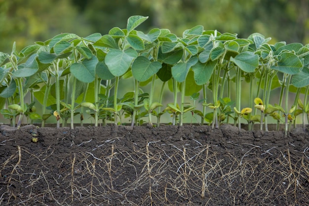 Piante di soia verde fresca con radici