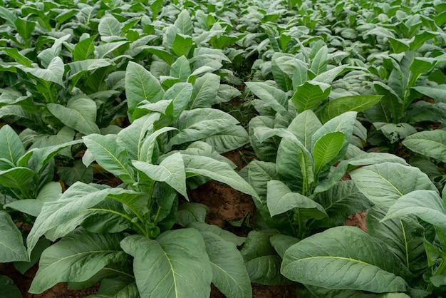 Piante di tabacco che crescono nei campi, agricoltura dell'industria del tabacco.